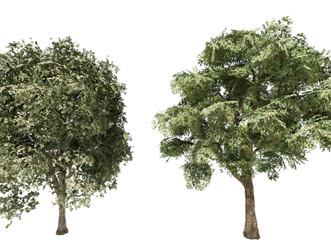 3D乔木象耳豆su模型