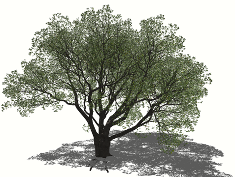 3D乔木美洲黑杨su模型