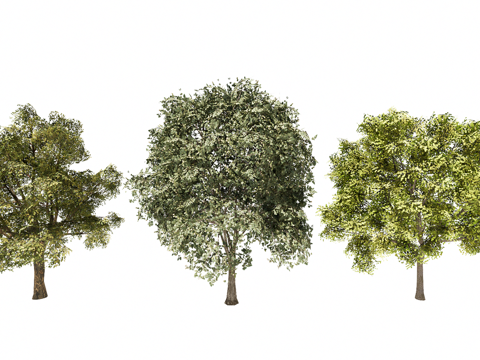 3D栾树象耳豆su模型