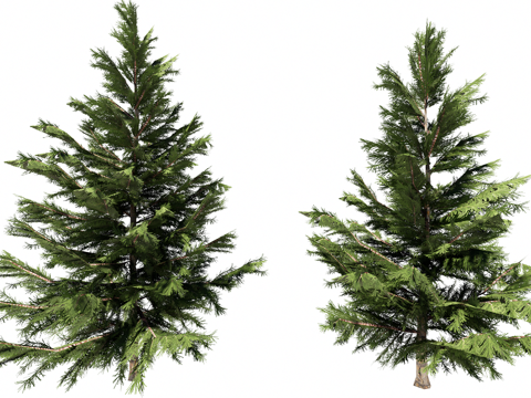 3D乔木北美翠柏su模型