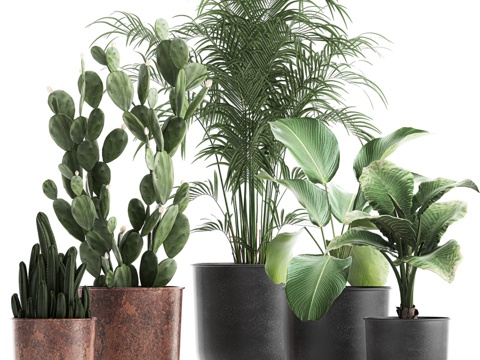  黑色花盆小型观赏植物套装3d模型 