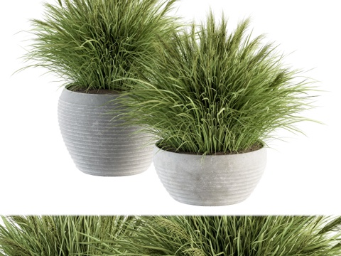  户外植物套装196 - 盆栽绿草3d模型 