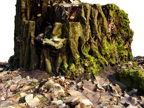  苔藓山毛榉树干3d模型 