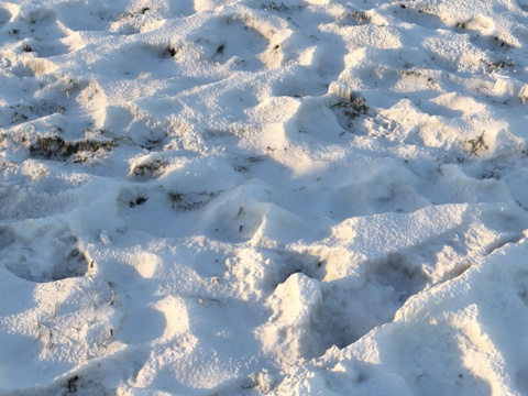  雪下草丛（材质）3d模型 