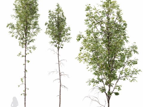  HQ植物 垂枝桦3d模型 