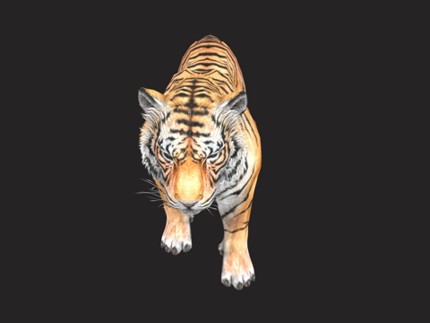  孟加拉虎3d模型 
