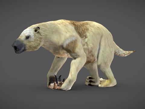  美洲大地懒巨型树懒绑定3d模型 