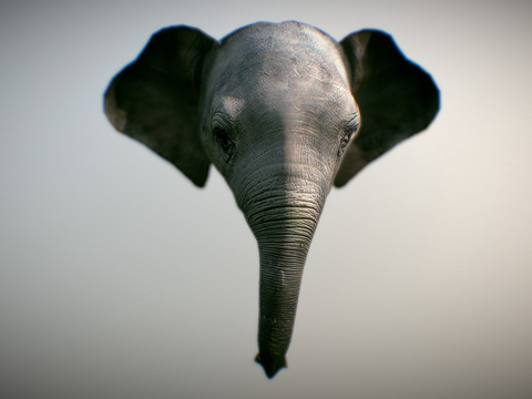  大象头部3d模型 