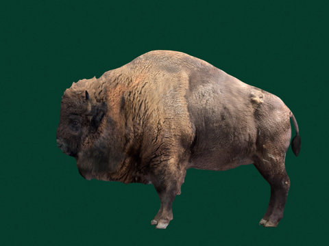  美洲野牛雄性游戏就绪3d模型 