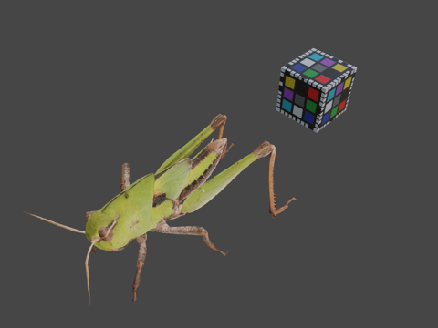  CC0 飞蝗  飞蝗L. migratoria3d模型 