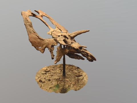  五角龙头骨3d模型 