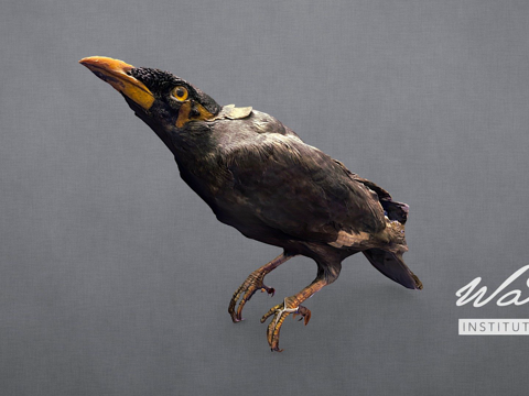  普通家八哥鹩哥3d模型 