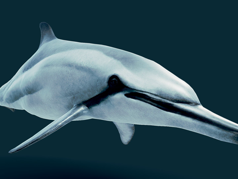  海豚3d模型 