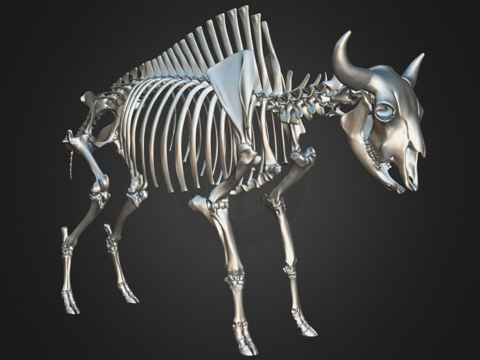  现代野牛骨架3d模型 