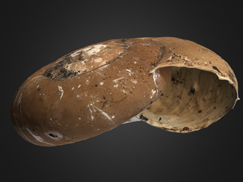  亮小玻璃螺自然历史数字档案DiNArDa3d模型 