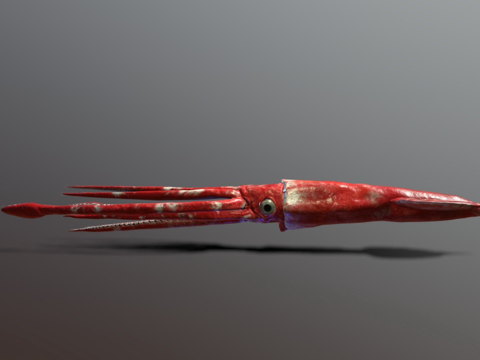  巨型乌贼3d模型 