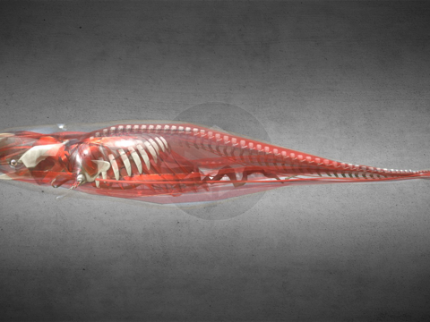  透明独角鲸 制作中3d模型 