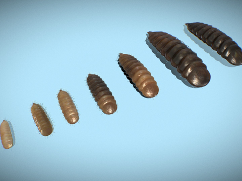  黑水虻幼虫3d模型3d模型 