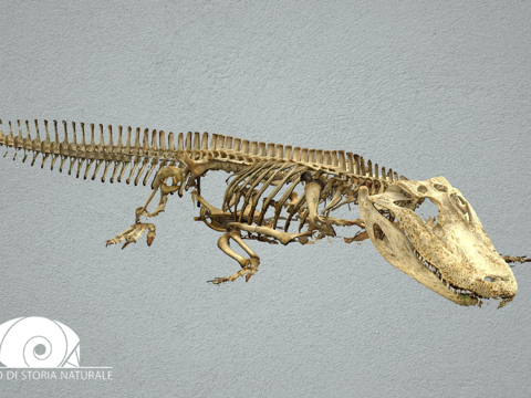  美洲短吻鳄3d模型 