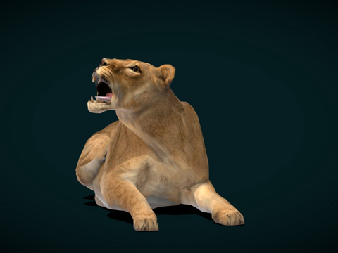  雌性南非狮濒危3d模型 