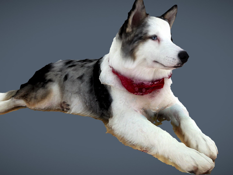  熊7个月大澳斯基3d模型 