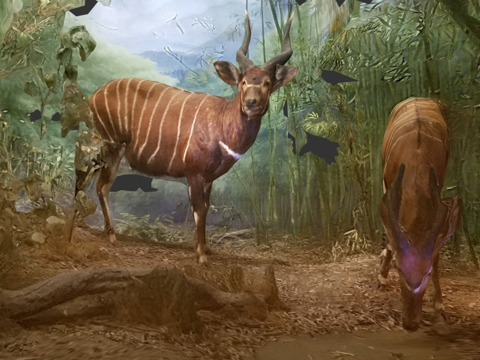  条纹鹿邦戈羚3d模型 