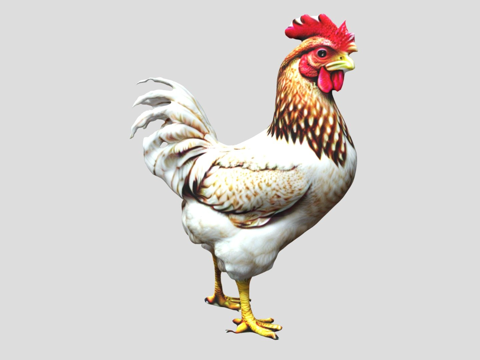  逼真公鸡3d模型 