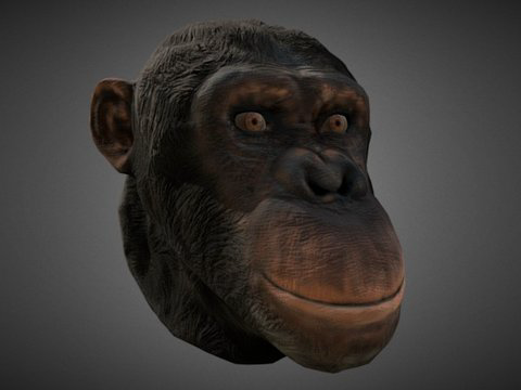  黑猩猩3d模型 