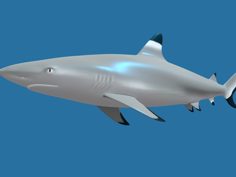  黑鳍礁鲨3d模型 