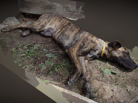  我的狗巴尔萨3d模型 