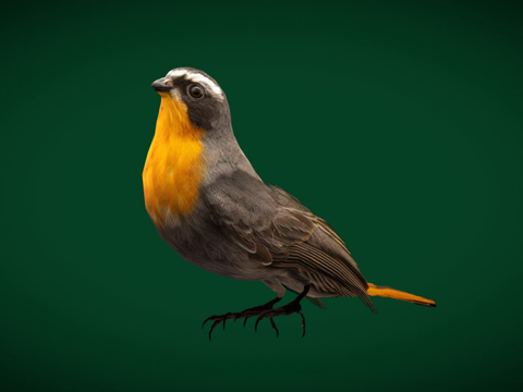  海角鸲鹟鸟3d模型 