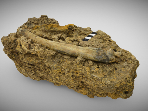  含有袋鼠骨化石的砾岩3d模型 