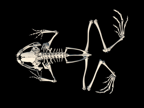  Astrobatrachus kurichiyana 骨架3d模型 