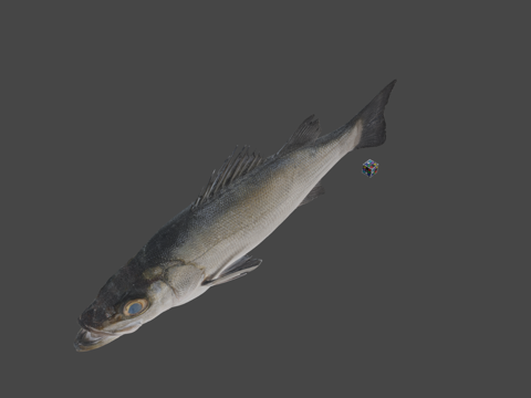  CC0 黑鳍鲈  黑鳍鲈Lateolabrax latus3d模型3d模型 