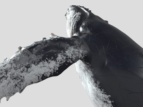  跳跃座头鲸 4K3d模型 