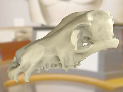  ChM CM981  郊狼头骨3d模型 