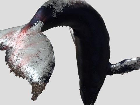  K 座头鲸尾3d模型 