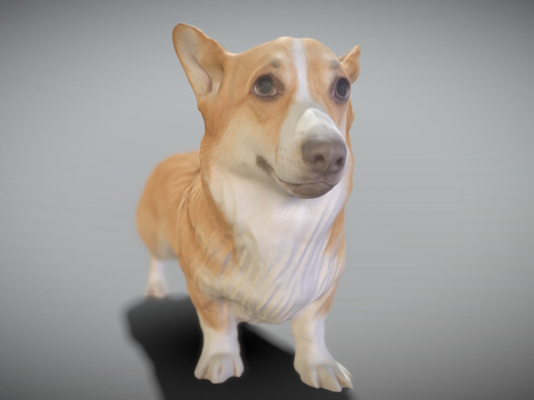  柯基犬 043d模型 