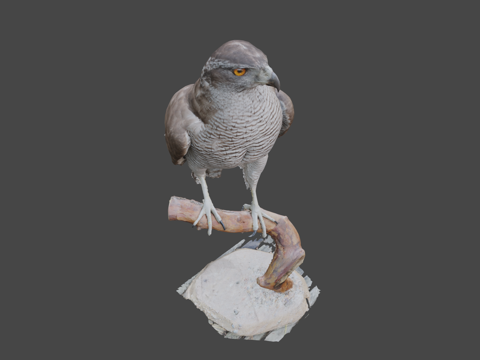  苍鹰苍鹰北苍鹰3d模型 