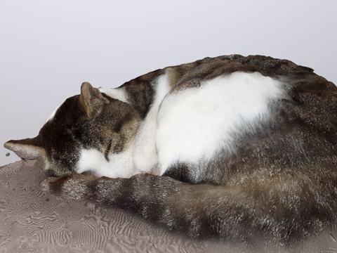  猫  猫米歇尔希尔伯特 www.fergunna.de3d模型 