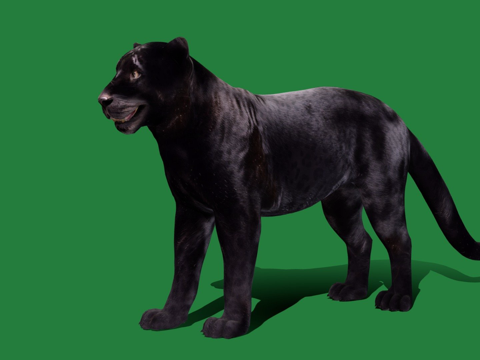  黑豹豹游戏就绪3d模型 