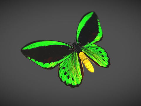 凯恩鸟翼蝶3d模型 