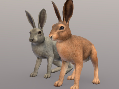  野兔纹理3d模型 