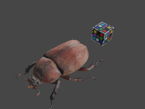  CC0 独角仙  日本犀金龟3d模型 