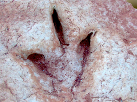  猛禽脚印3d模型 