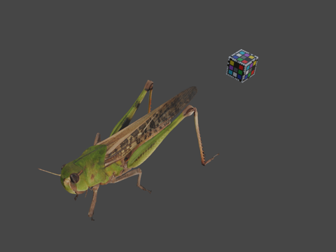  CC0 飞蝗   迁徙蝗虫L. migratoriaffis3d模型 