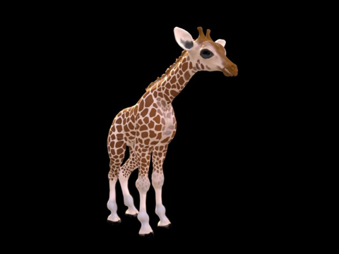  幼长颈鹿进行中3d模型 