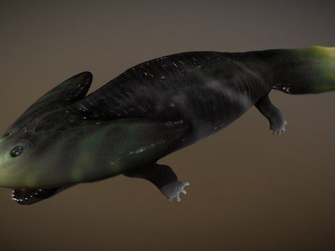  双角螈蝾螈状3d模型 