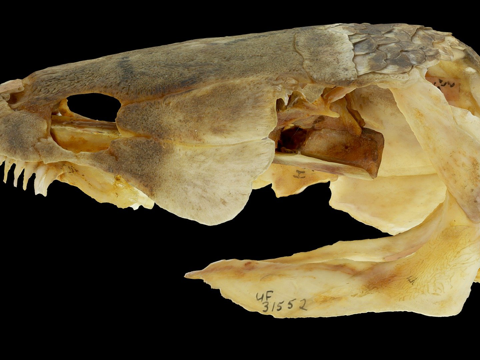  弓鳍鱼头骨3d模型 