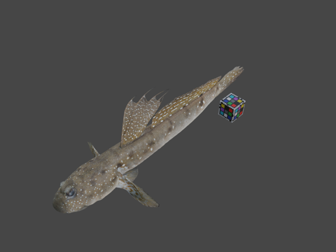  CC0 弹涂鱼   蓝点弹涂鱼3d模型 